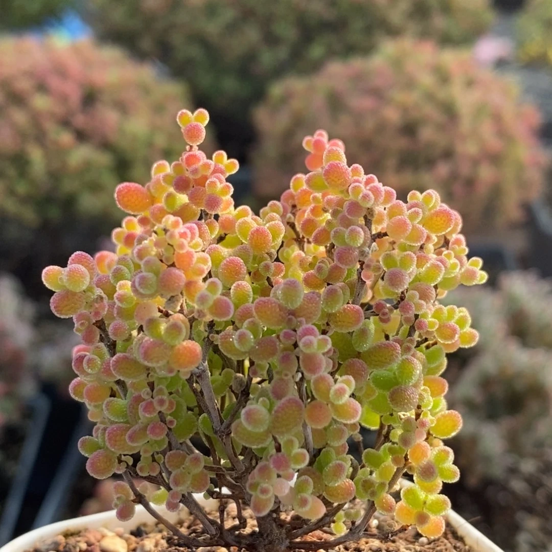 蜜橘糖球3331枝干番杏