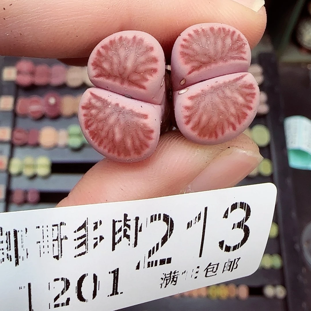 不***甜满满18包邮1201-213