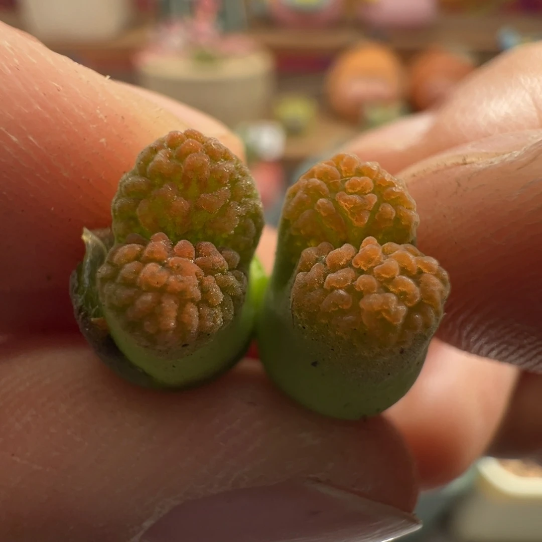 382。青蛙优选强褶皱eh980超级蛋糕