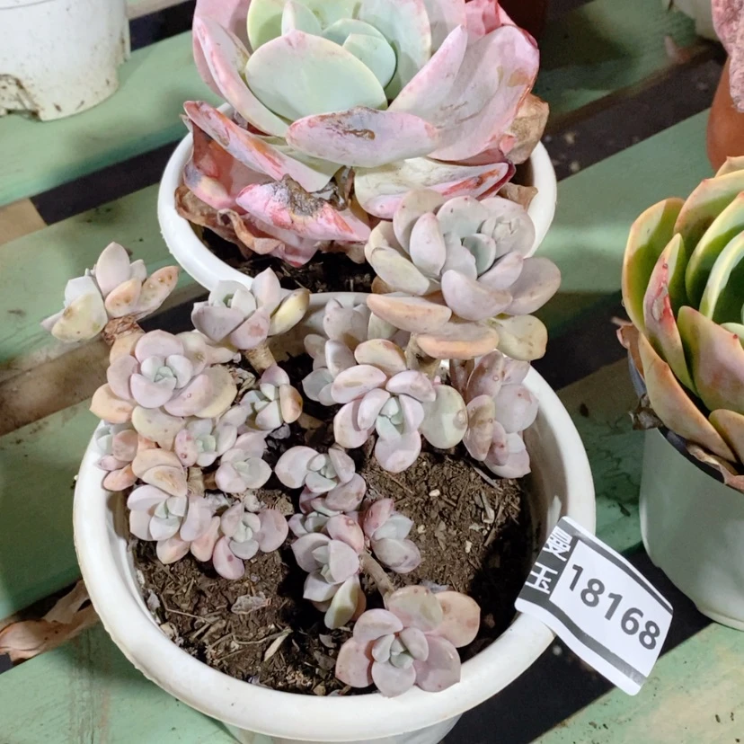 【闪购商品】白鹭18168