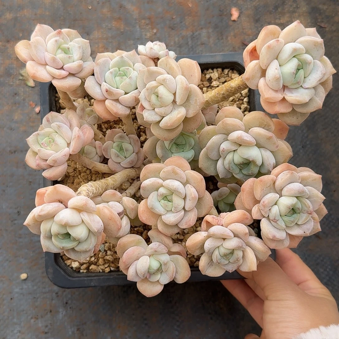 麦芽糖整无砍老桩群生