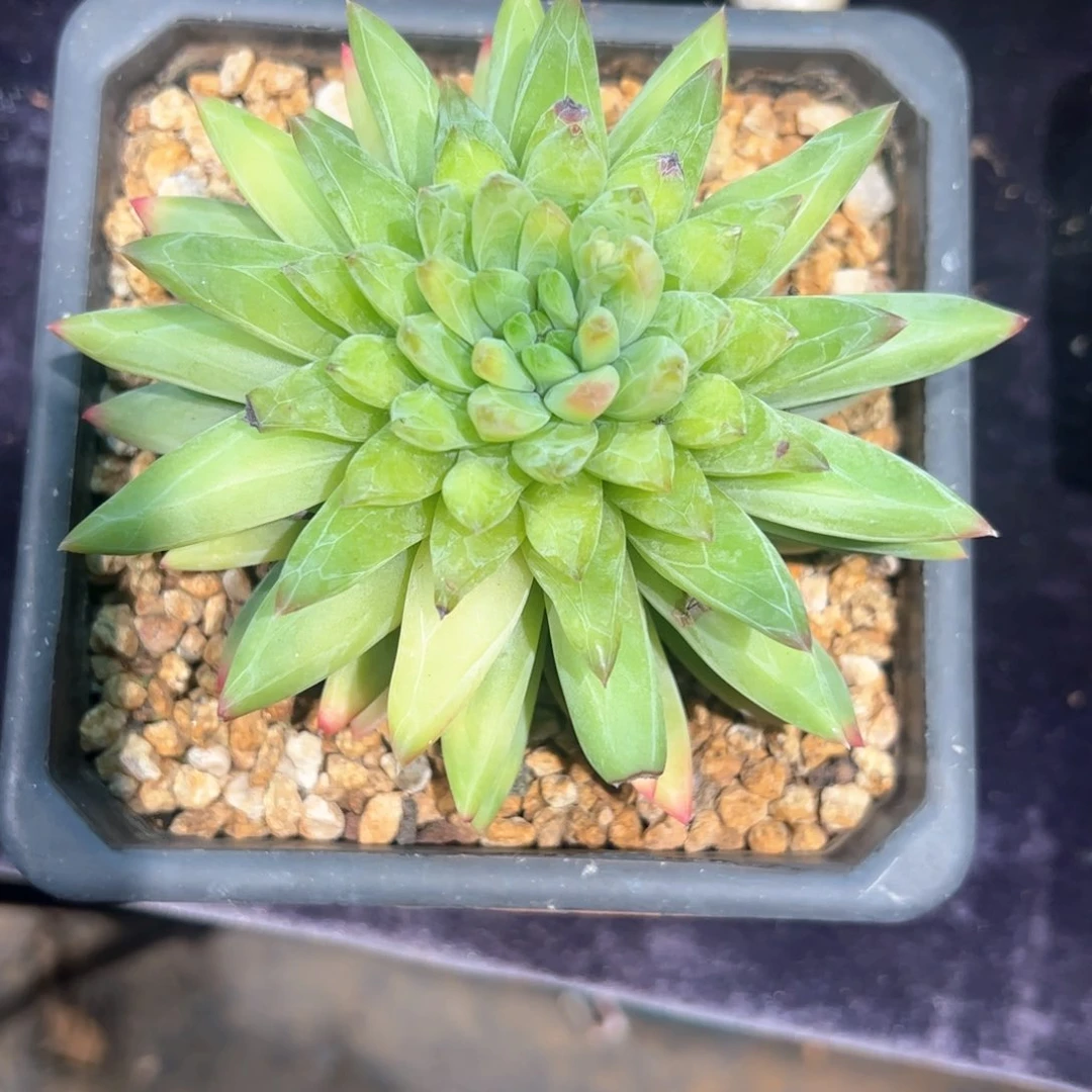 子*多肉植物多肉植物