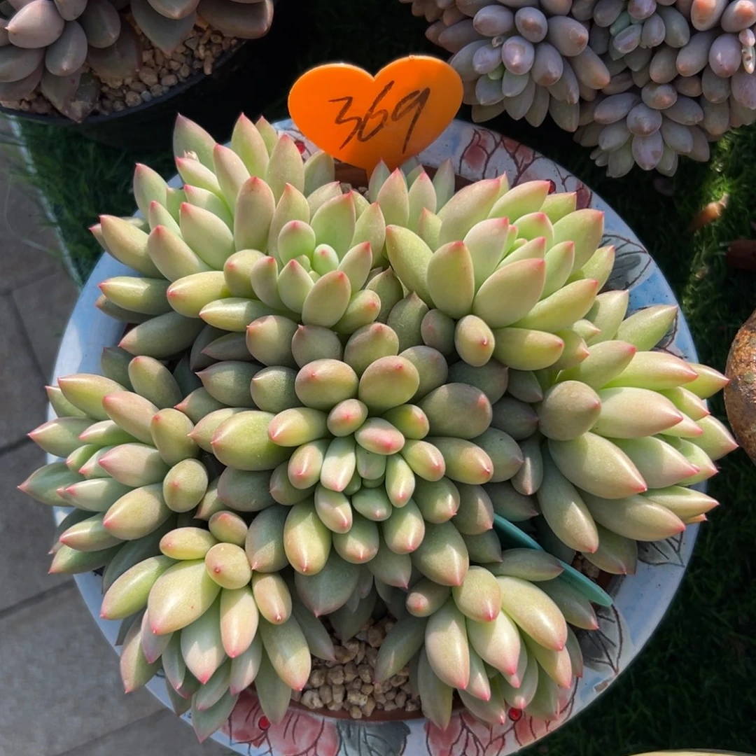 晴*ヾ多肉植物一物一拍