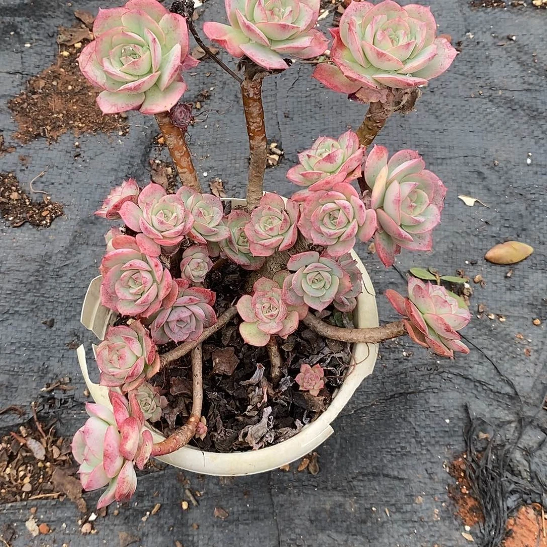 克罗地亚玫瑰1颗多肉植物