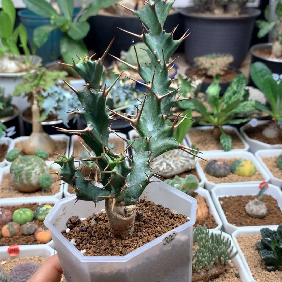 实生蓝丝绒大戟带盆