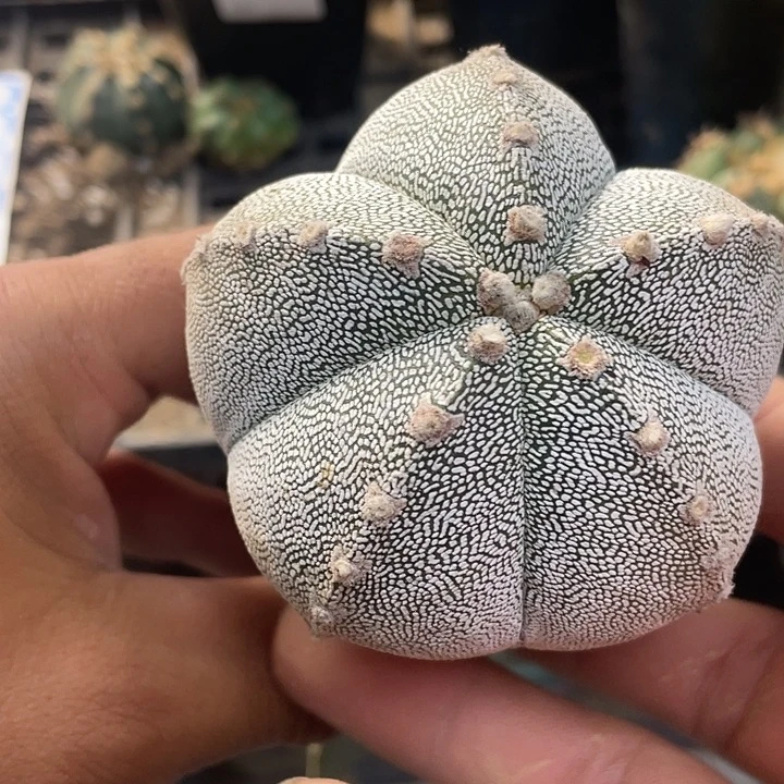 三角嫁接恩中275号一颗