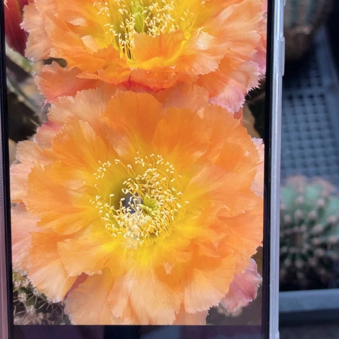 彩 香槟侧芽歪5公分左右