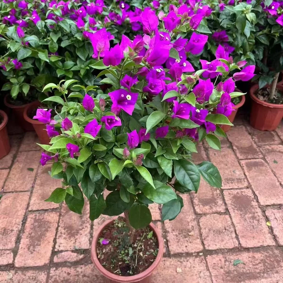 三角梅不带花苞地栽盆栽观花植物室内阳台庭院爬藤垂丝四季可开花