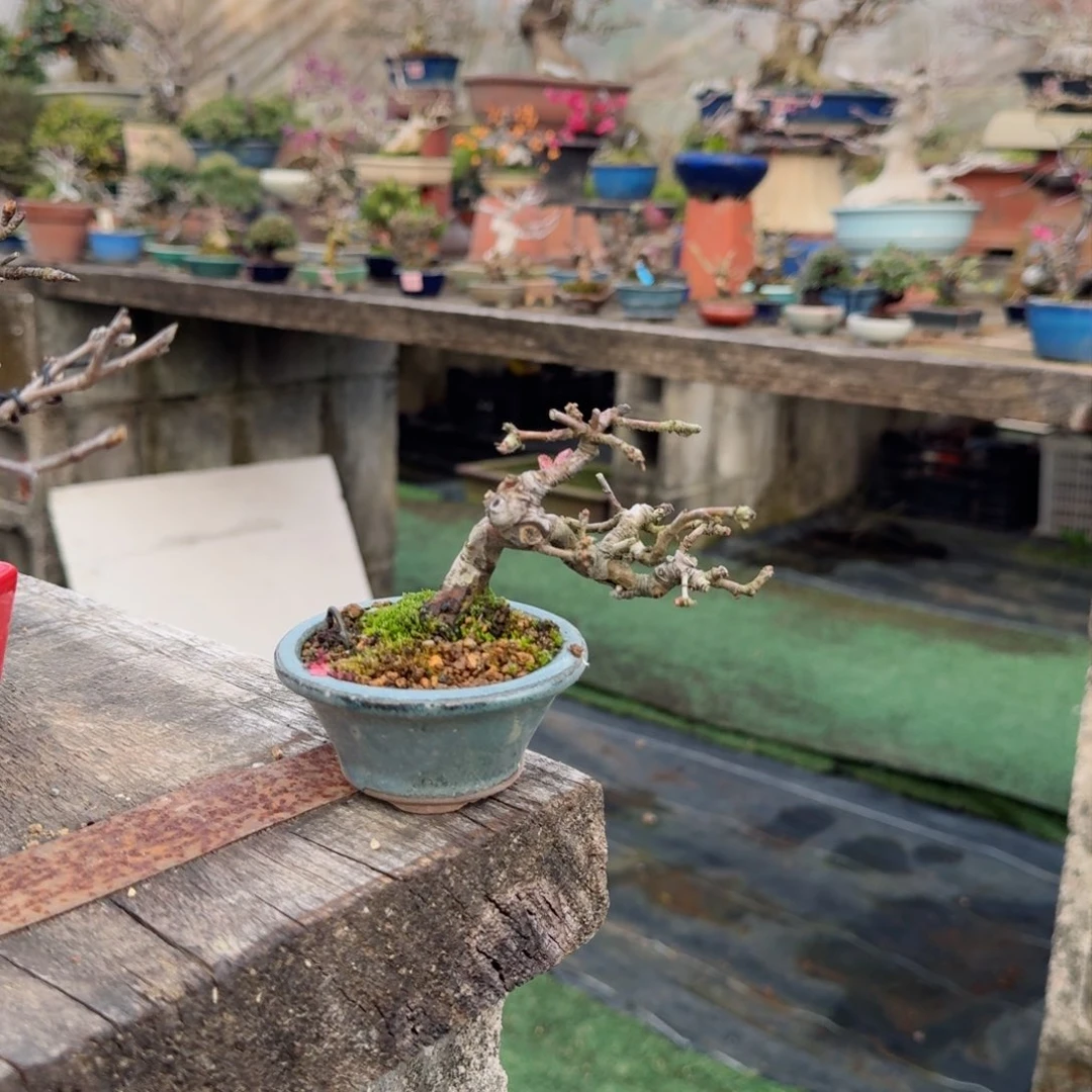 花梨盆景盆栽实物像***样