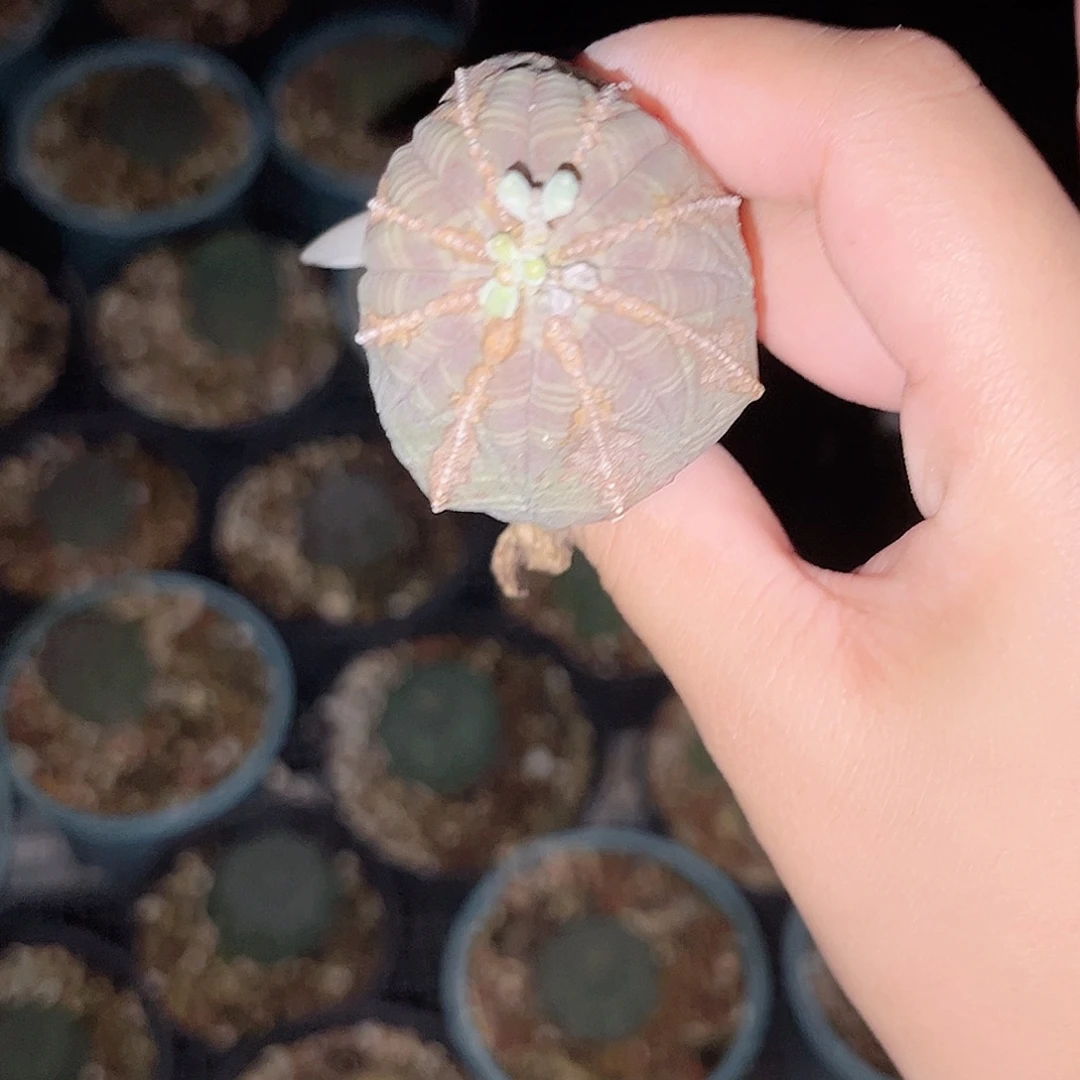 多肉植物欧系布纹球