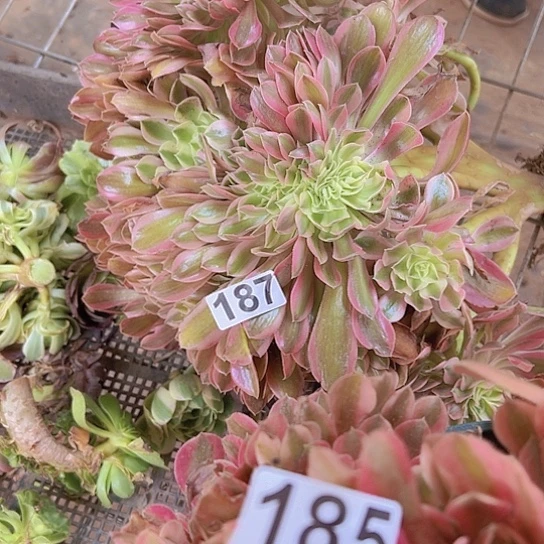 小***样多肉植物两个法师