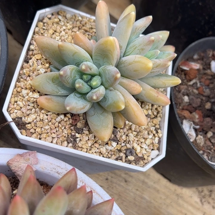 阿帝斯托 夏鸣园艺