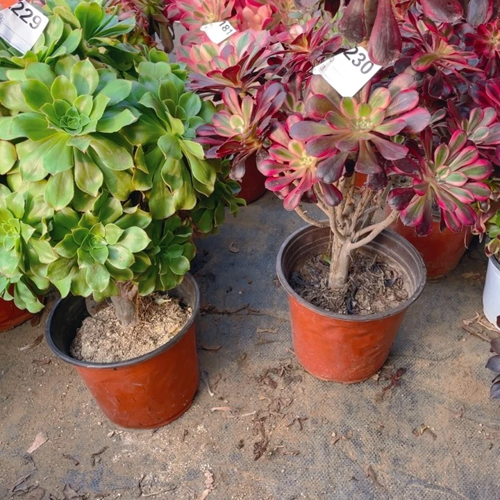 1**7多肉大玫瑰229.丽纳法师230