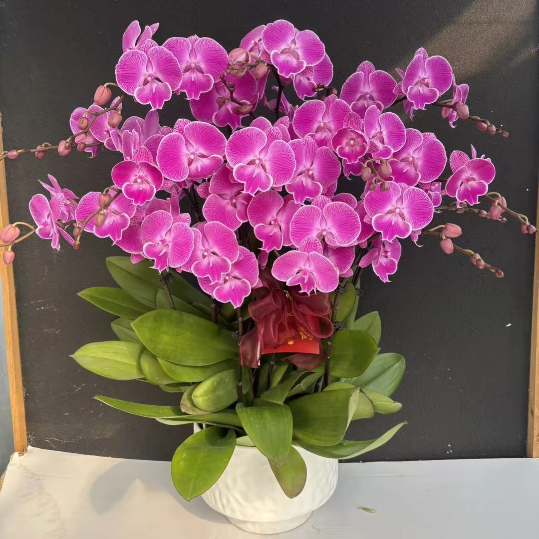 （喜上眉梢）高货蝴蝶兰花卉鲜花高级盆栽观花花卉