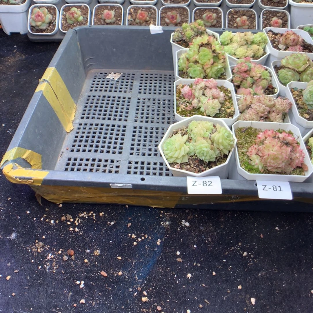 全部花朵Z82一英语英语