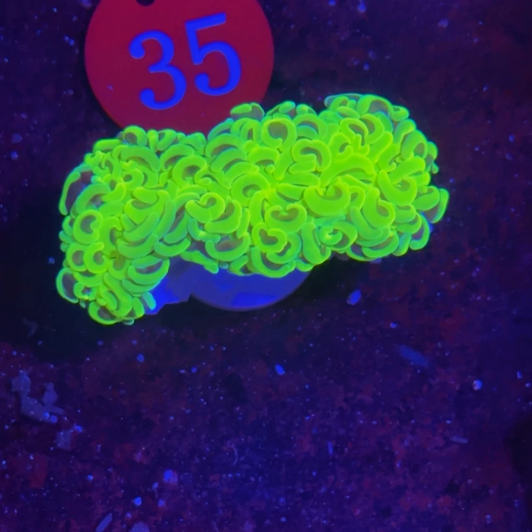 万鱼来朝海水观赏