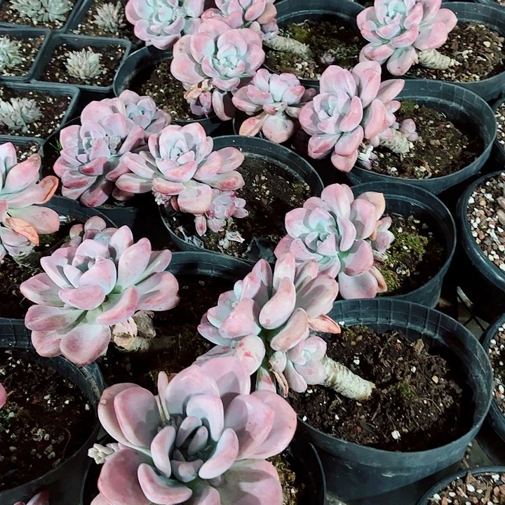 老桩圆叶奥普琳娜拍一发三