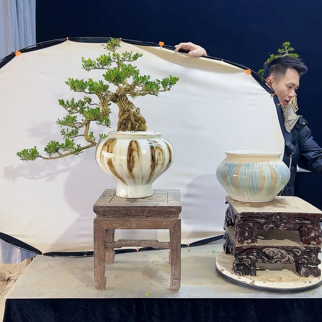 高端皱皮黄杨盆景草****6