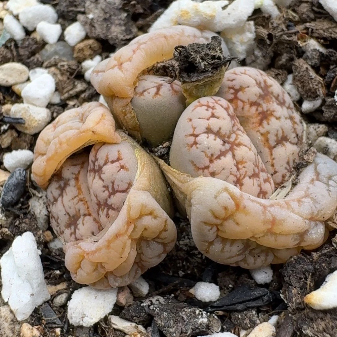 635哈哈哈哈哈哈哈哈哈