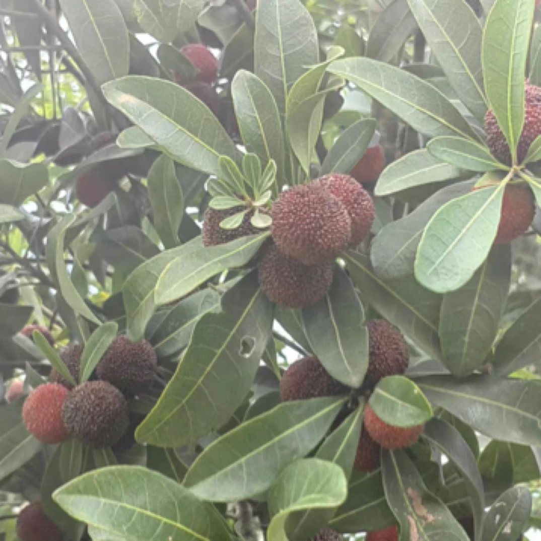 本地杨梅（净重2斤）