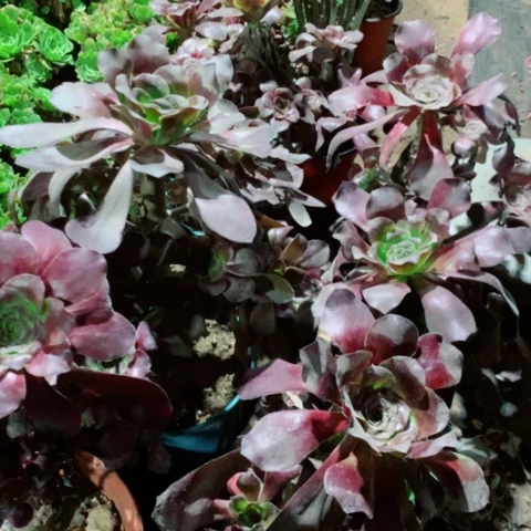 乌毒多肉植物法师122