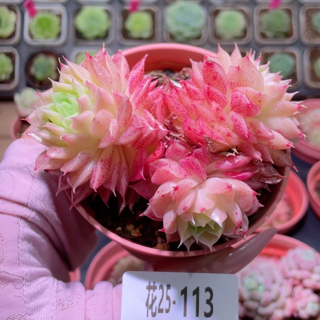 花利美25-113麦秆群