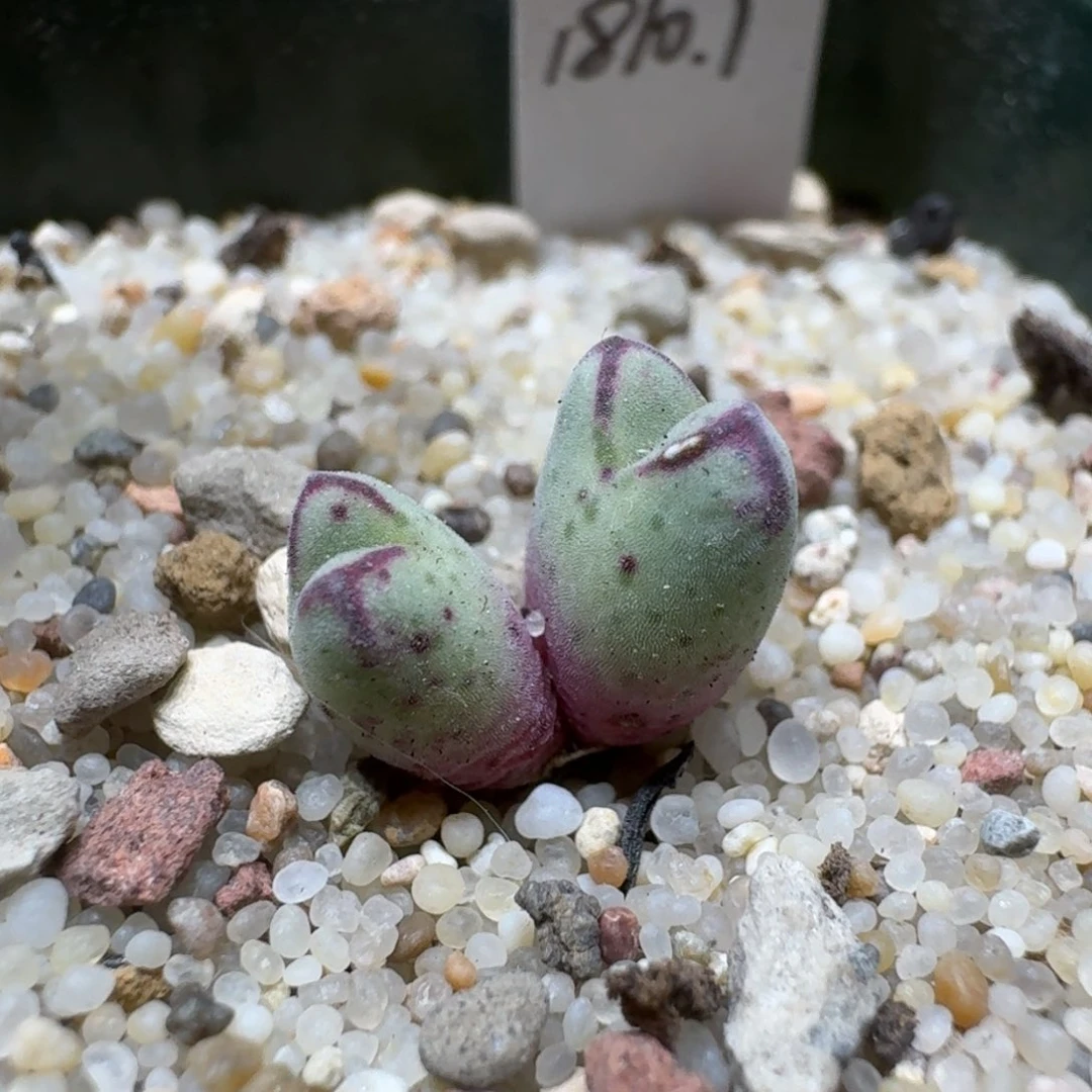 浅****?0216-56猪蹄肉锥