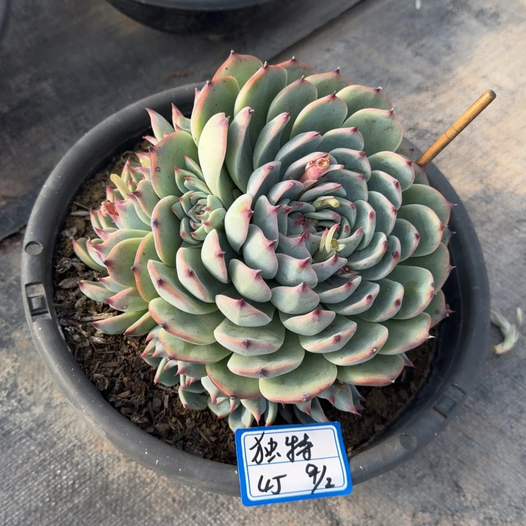 吉娃娃独特凡艺多肉