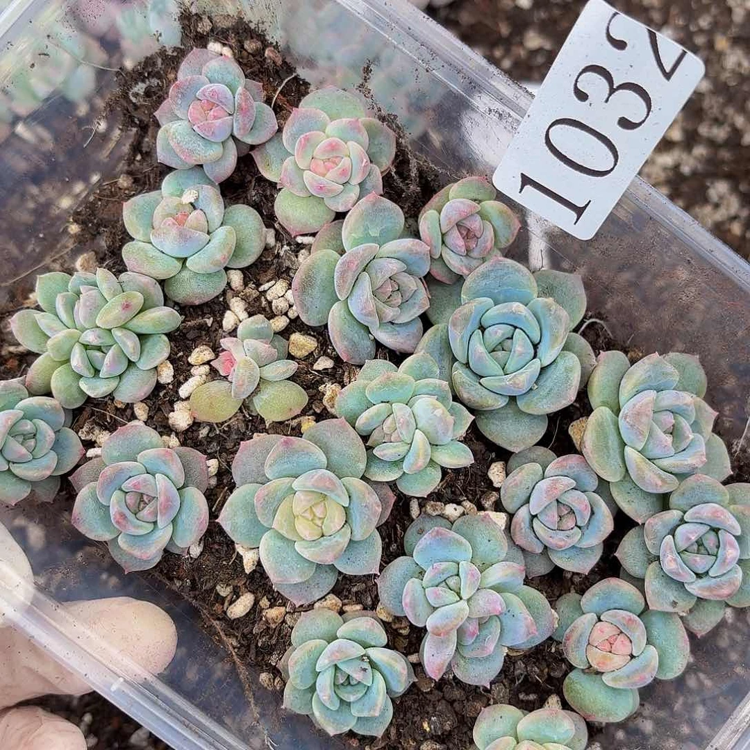 多肉植物多肉植物1032