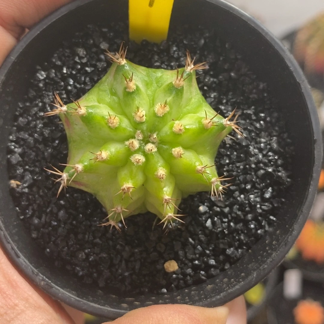 实生海神—脱土发货18