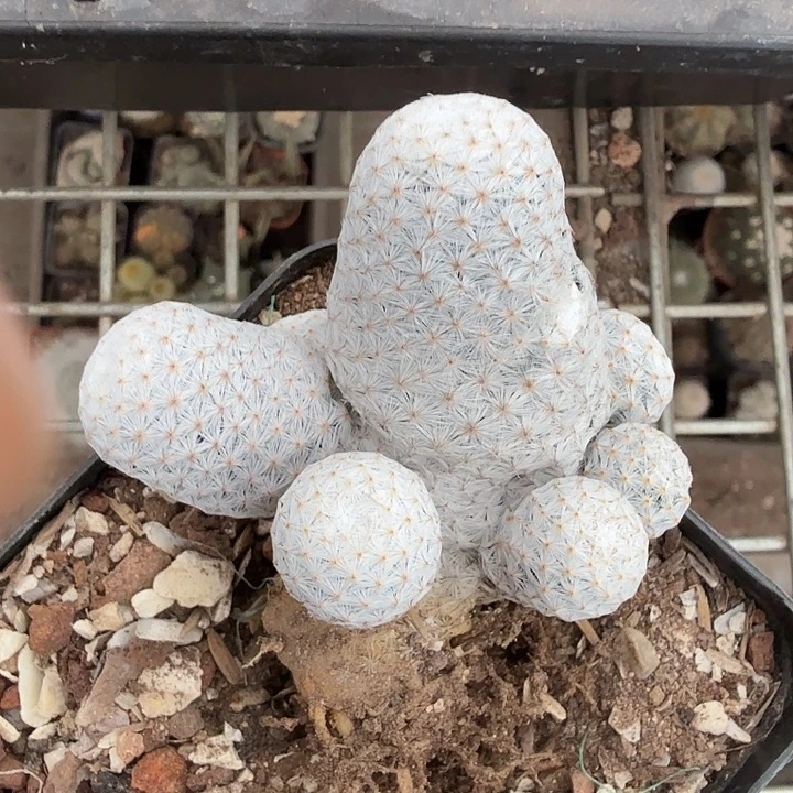 七头白鸟群6仙人球