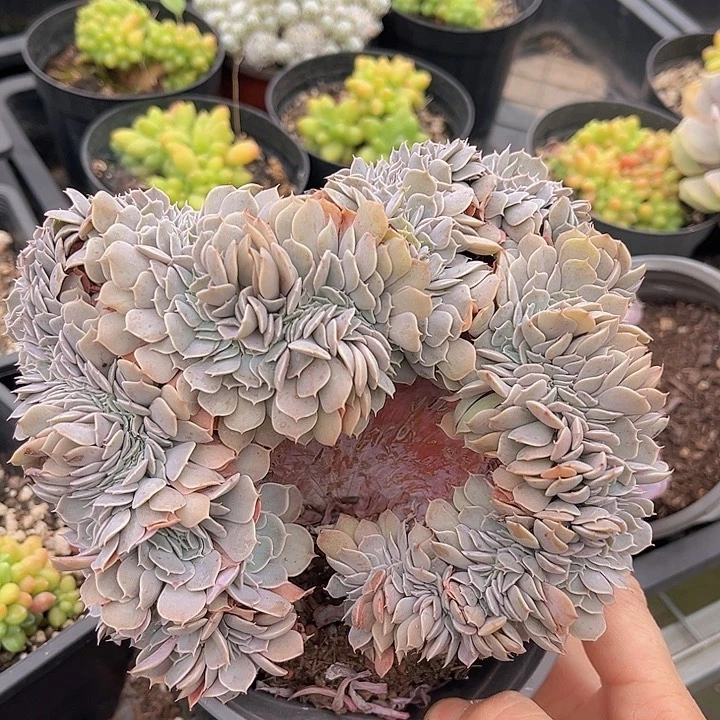 天赐缀2646多肉植物