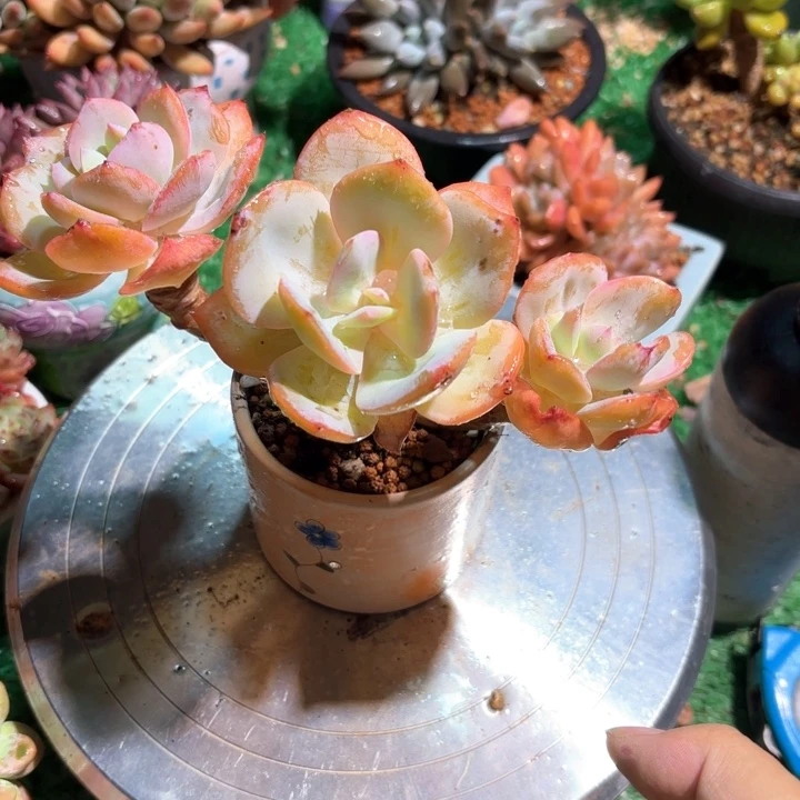 老桩白凤多肉一颗