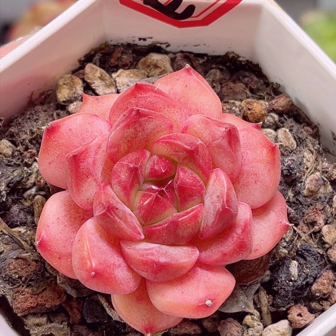 E571霞光一物一拍