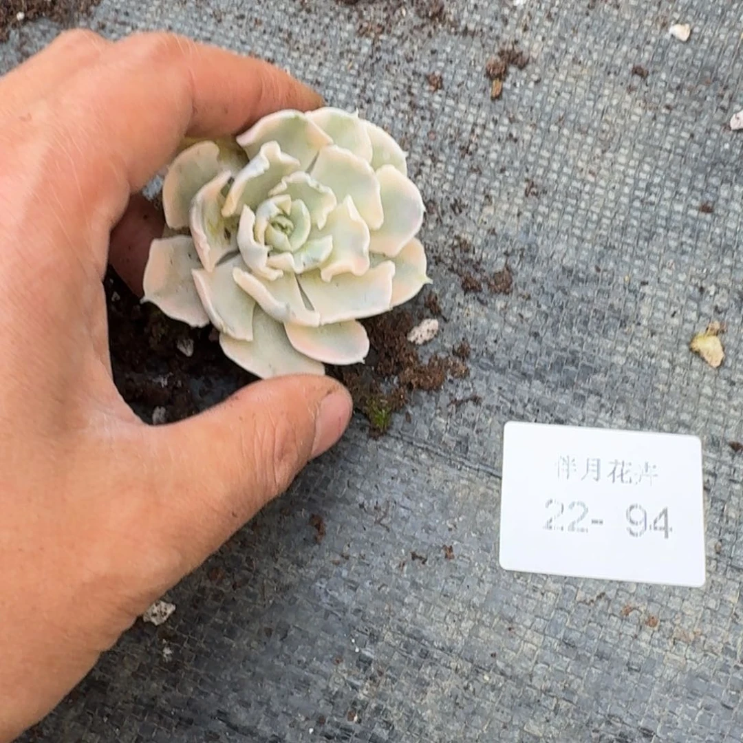 一颗利比里亚锦量拍22-94