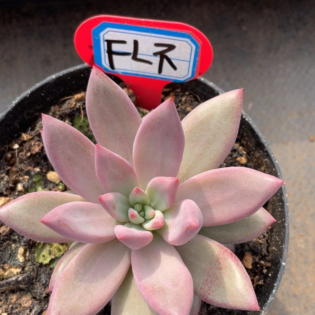 F****～姐姐把我们给他买一