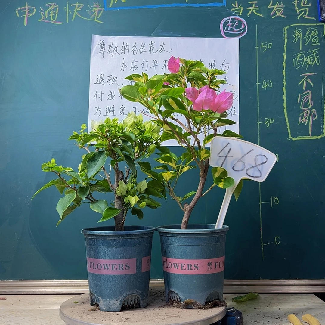 当前无花栽培后可以开花维拉白 金心橙白468