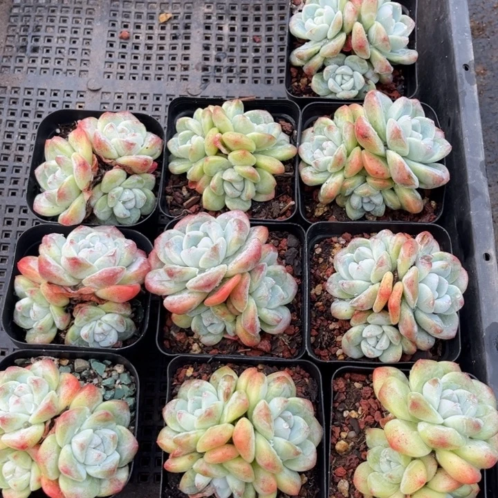 冰玉多肉七方盆一组05号