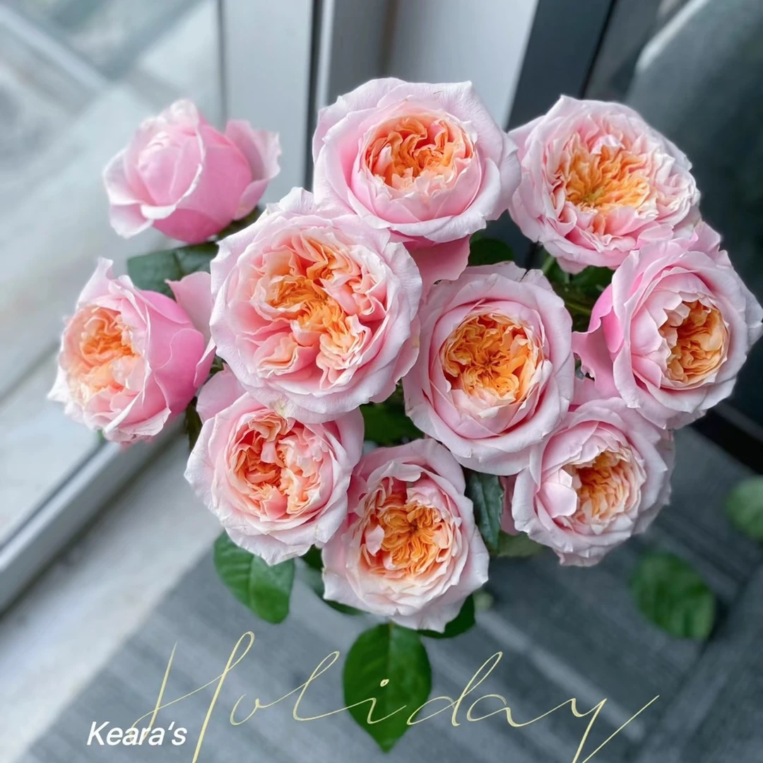 诺丁山单头玫瑰玫瑰20枝，昆明斗南顺丰直发