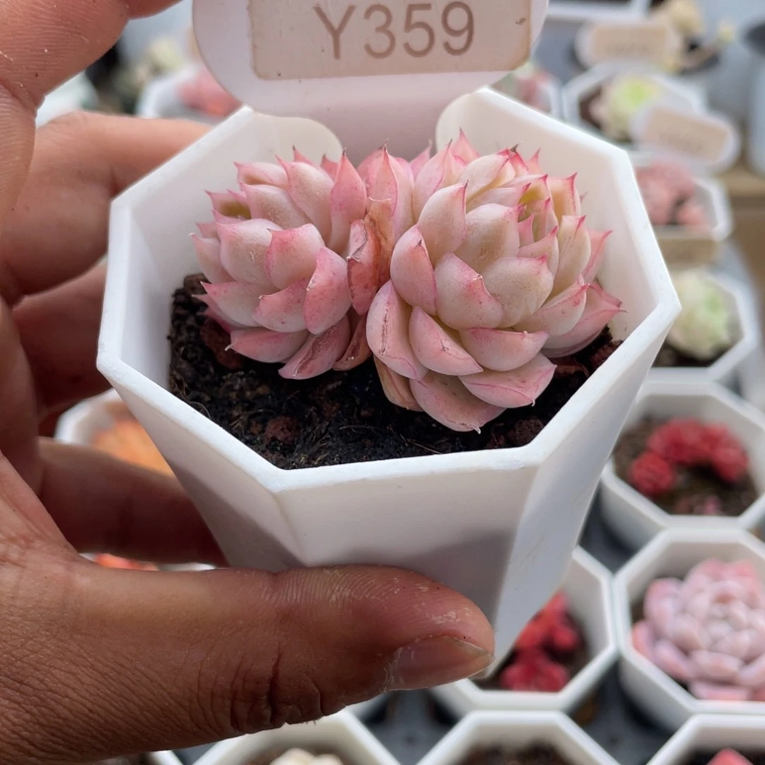 再***钟0359女王双头5.0厘米