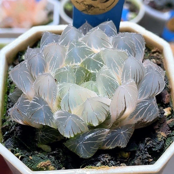 959完美糊斑白赤线母本