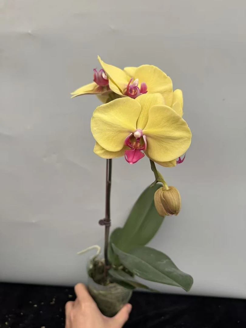 蝴蝶兰【金枝玉叶】昆明基地直发