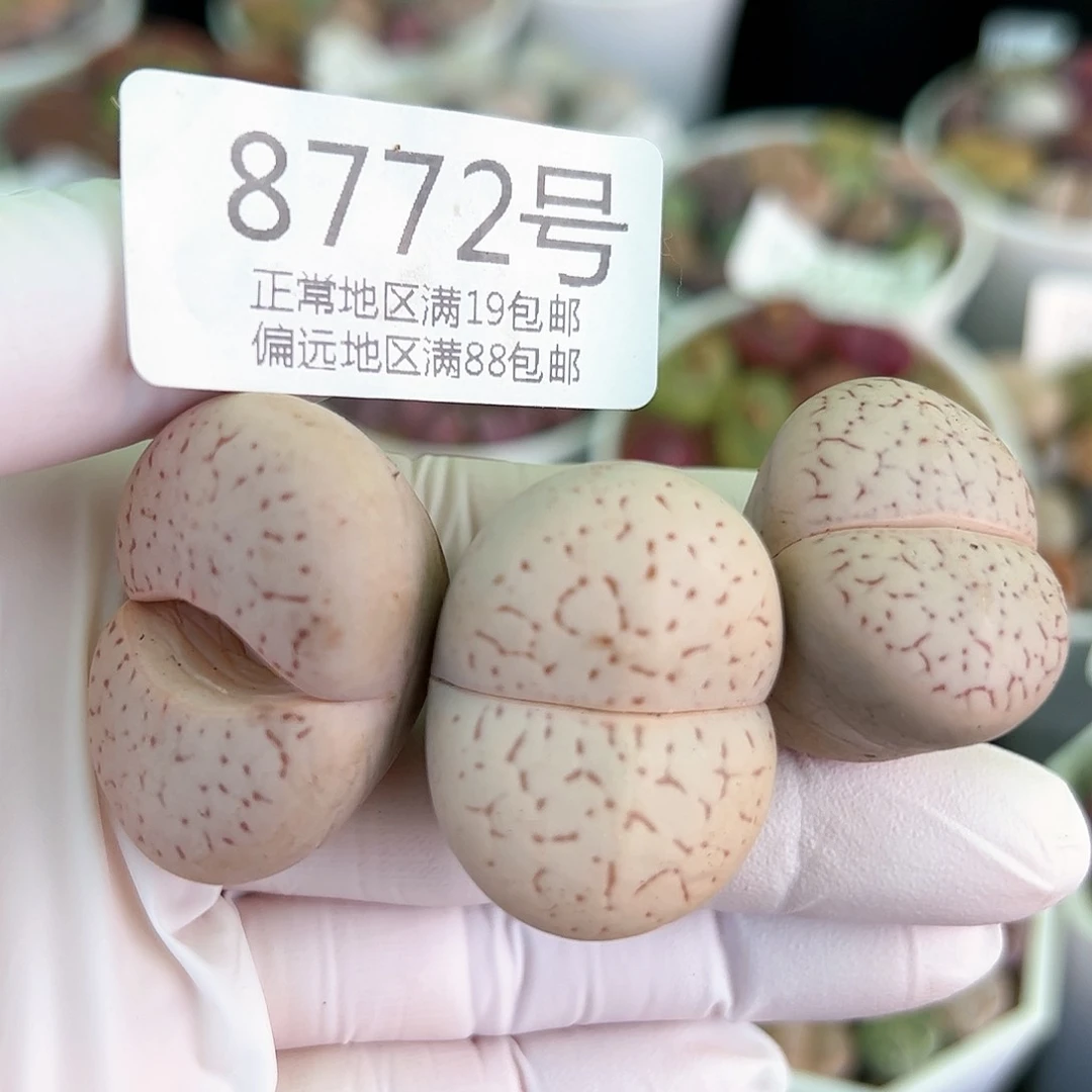 好养易活生石花大母本8772