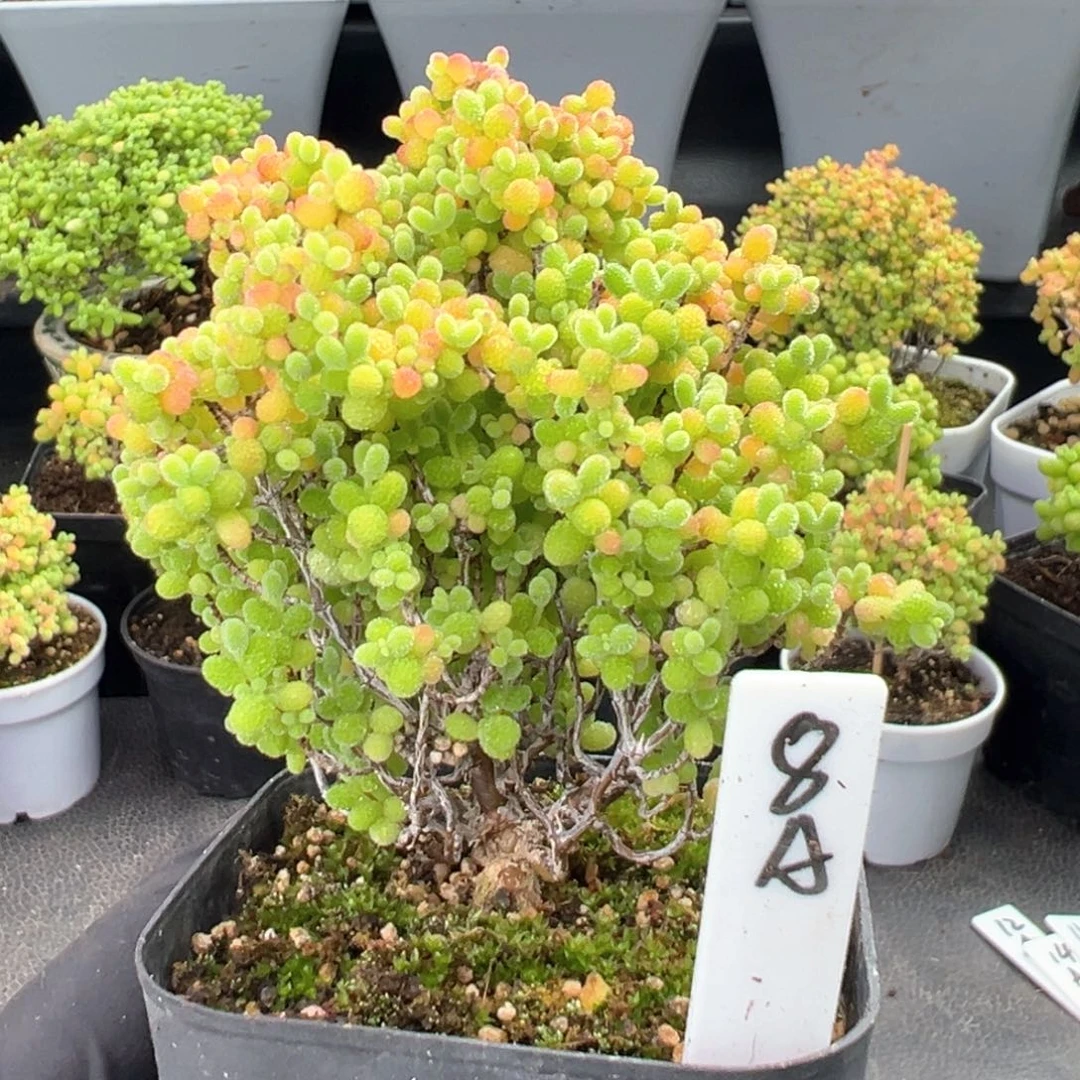 精控蜜橘糖球8号
