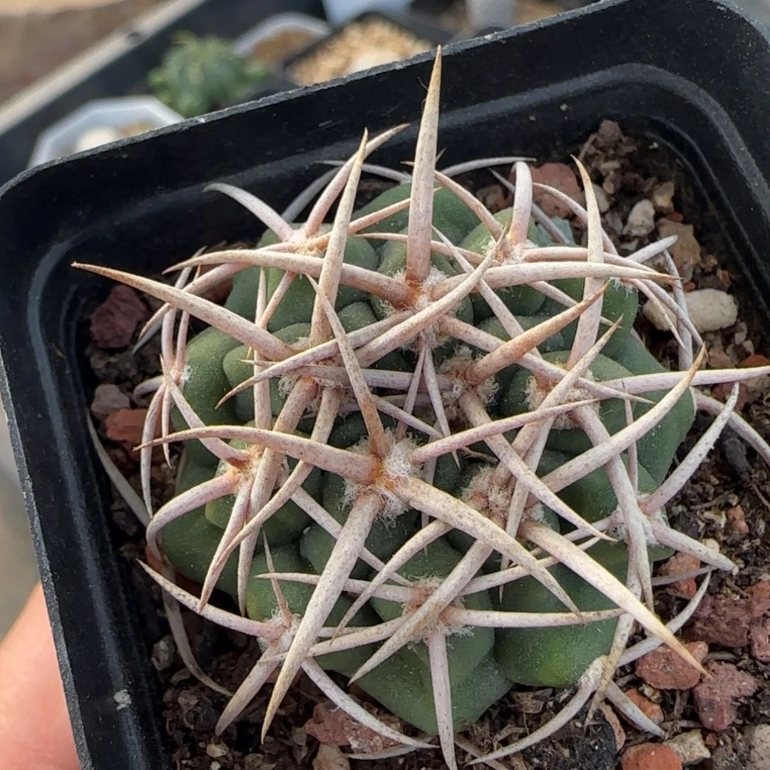 035实生碧岩玉多肉