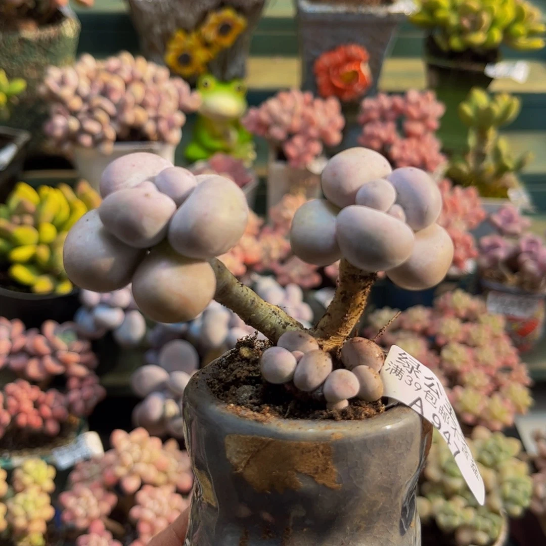 947芭比奶酪6cm多肉