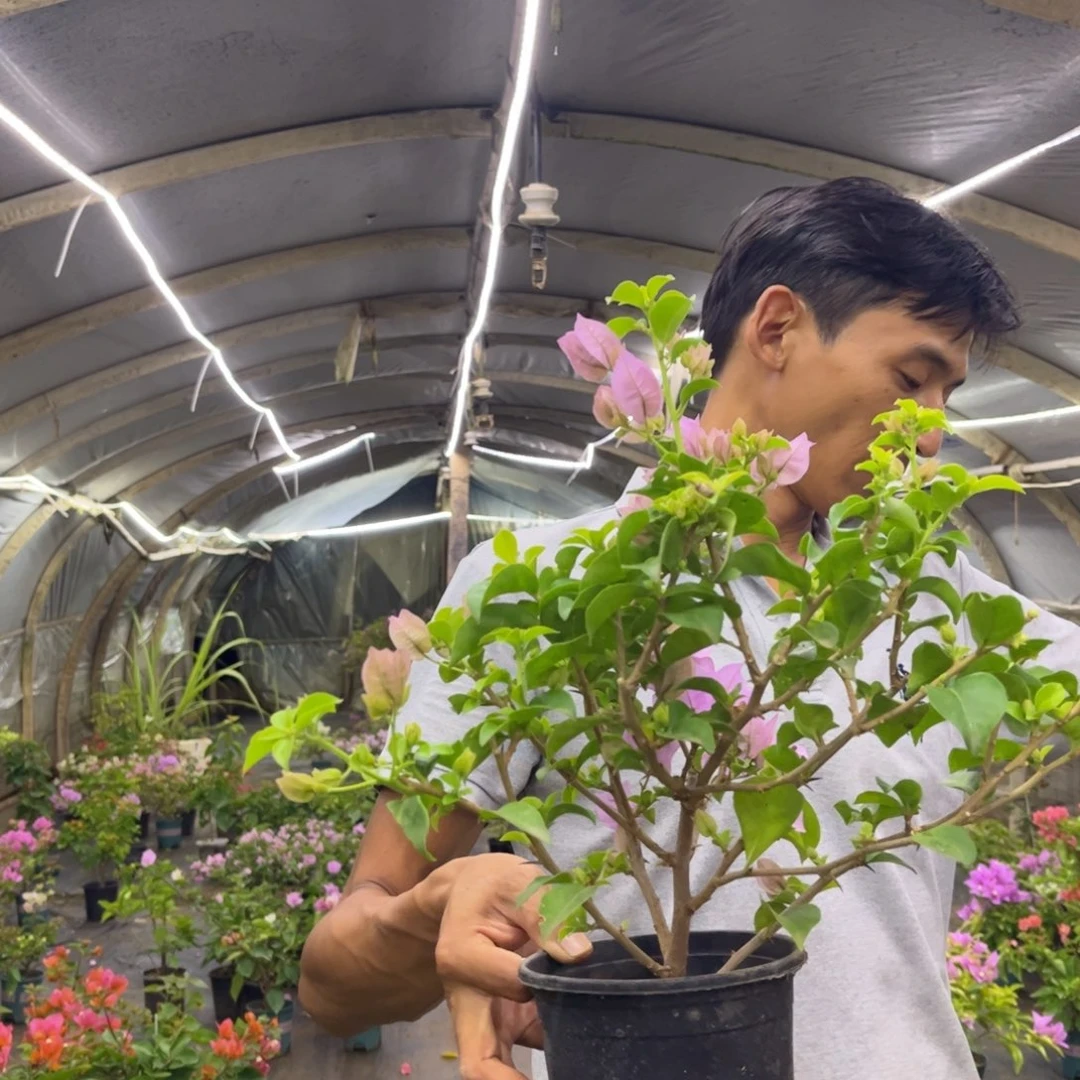 完全开放（艾比）三角梅会落花落叶会光杆苗有大有小