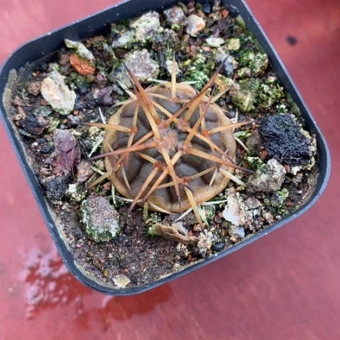 狂刺天平2仙人球