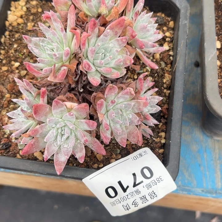 白雪仙女杯～一物一拍0710