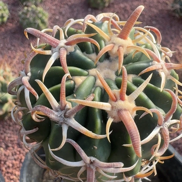 武藏凌波袖蒲嫁接